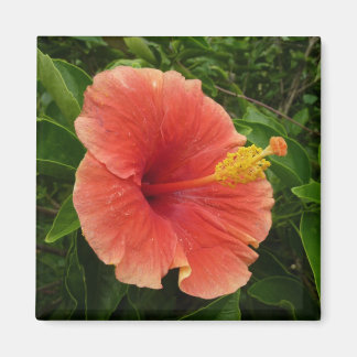 Imán Naranja Hibiscus Flower Tropical Floral
