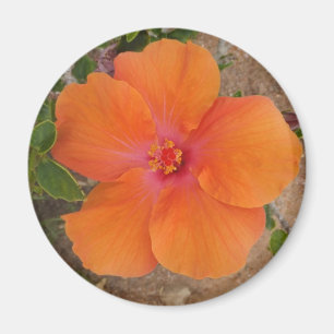 Imán Naranja Hibiscus imnet