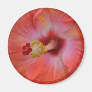Imán Naranja Hibiscus Magnet