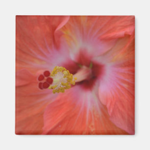 Imán Naranja Hibiscus Magnet