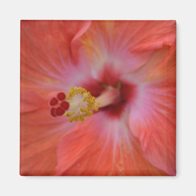 Imán Naranja Hibiscus Magnet (Frente)