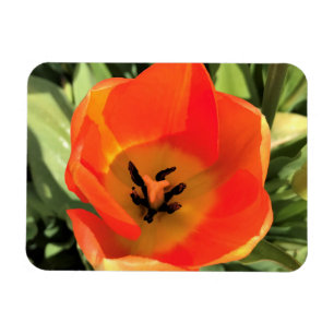 Imán Naranja interno Tulip
