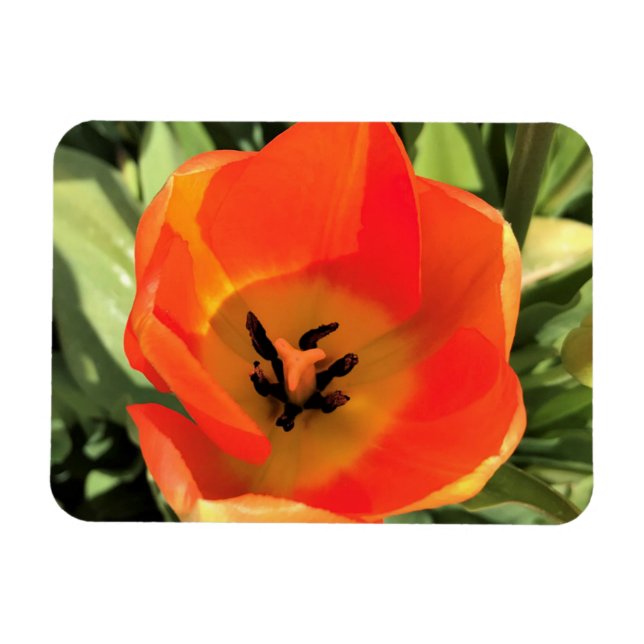 Imán Naranja interno Tulip (Horizontal)