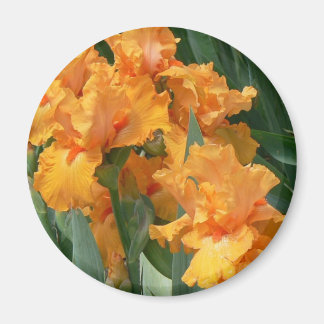 Imán Naranja Irises