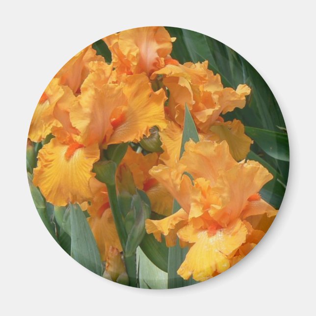 Imán Naranja Irises (Frente)