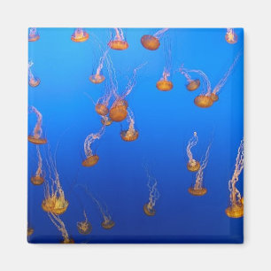 Imán Naranja Jellyfish