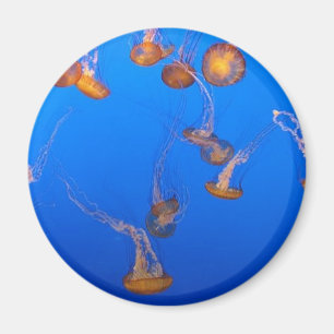 Imán Naranja Jellyfish
