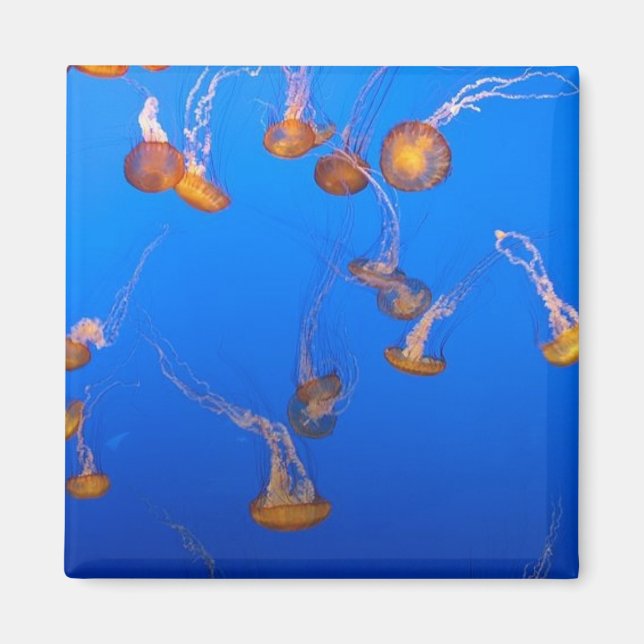 Imán Naranja Jellyfish Magnet (Frente)