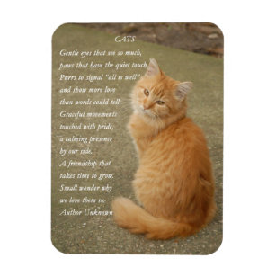 Imán Naranja Kitten Foto Con Poema
