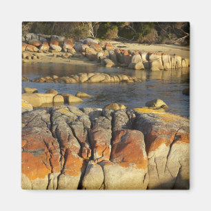 Imán Naranja Lichen on Rocks, Binalong Bay, Bay of