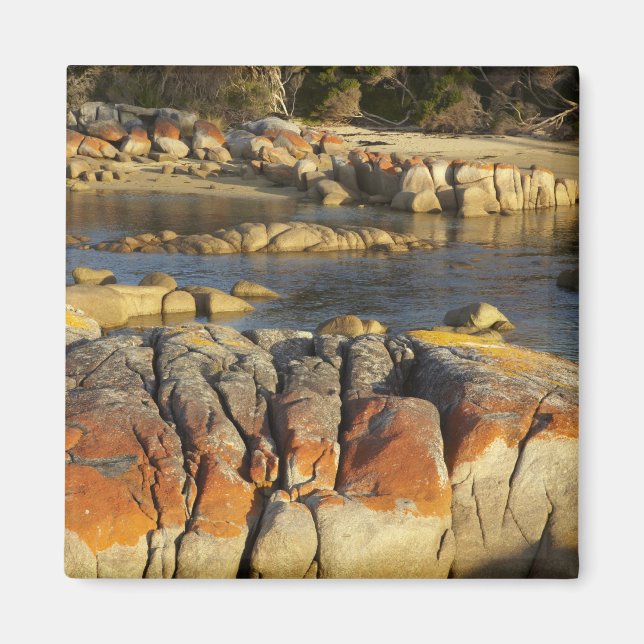 Imán Naranja Lichen on Rocks, Binalong Bay, Bay of (Frente)