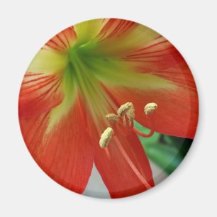 Imán naranja lily
