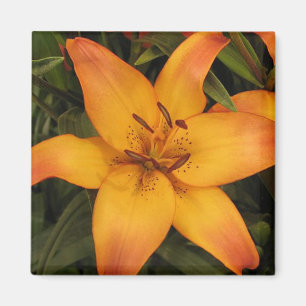 Imán Naranja Lily
