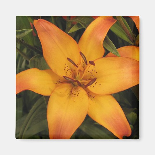 Imán Naranja Lily (Frente)