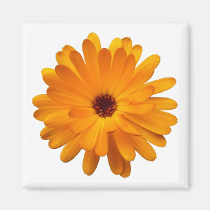 Imán Naranja Marigold