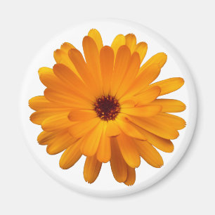 Imán Naranja Marigold