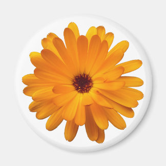 Imán Naranja Marigold