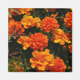 Imán Naranja Marigold Flowers Magnet