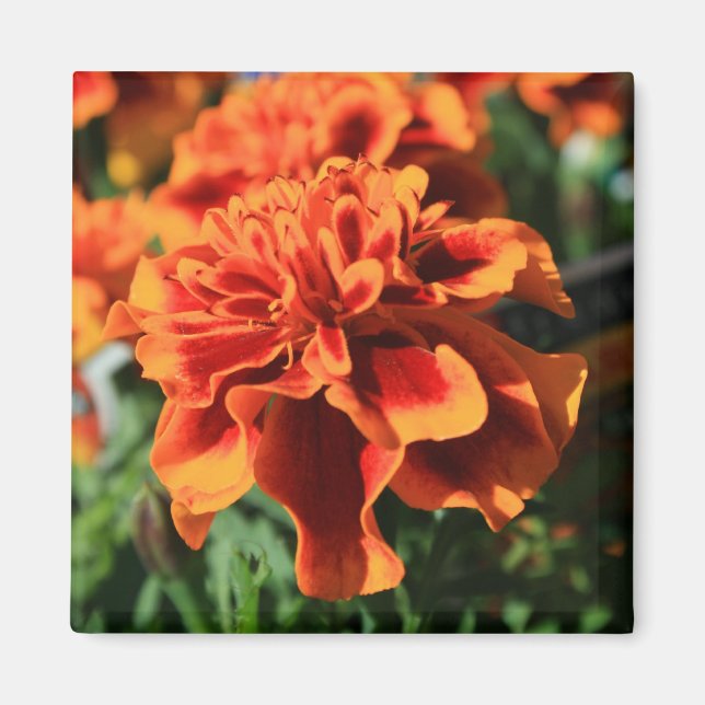Imán Naranja Marigold Flowers Magnet (Frente)