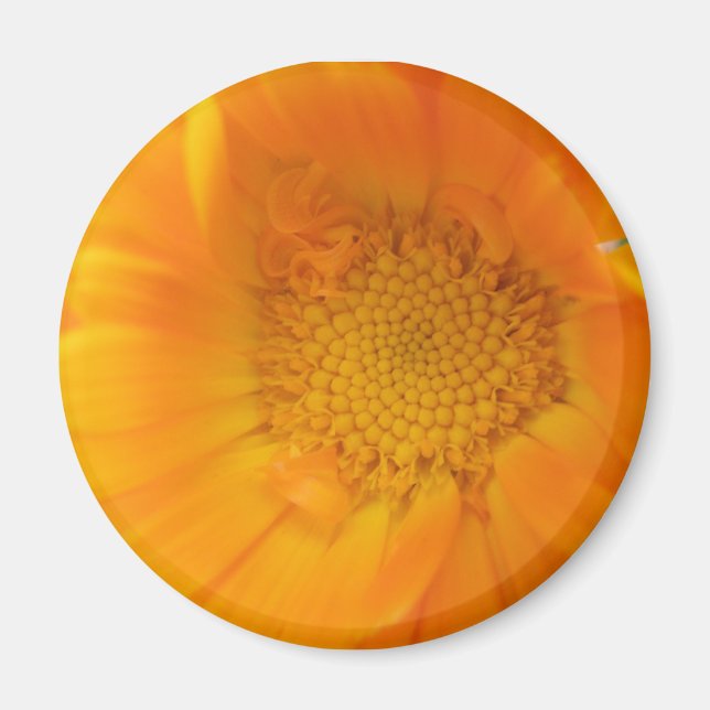 Imán Naranja Marigold Macro Magnet (Frente)