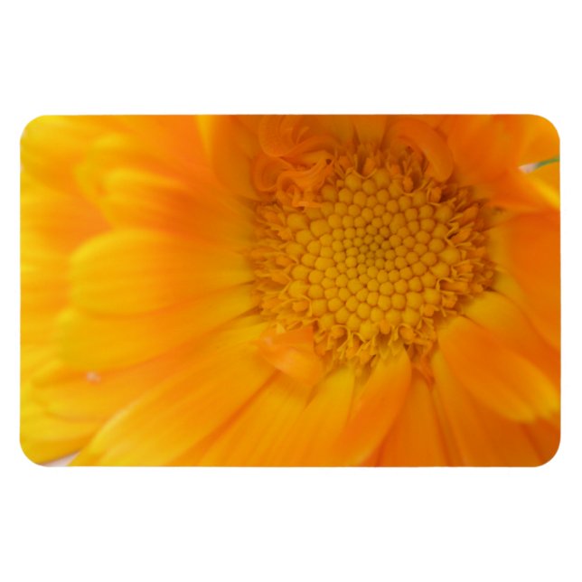 Imán Naranja Marigold Macro Premium Magnet (Horizontal)