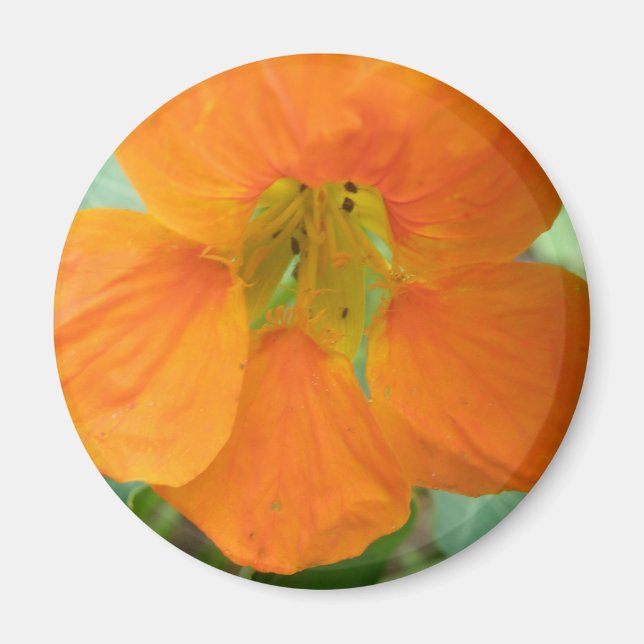 Imán Naranja Nasturtium Flower Magnet (Frente)