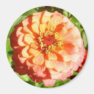 Imán Naranja pálido Zinnia Magnet