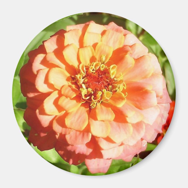 Imán Naranja pálido Zinnia Magnet (Frente)
