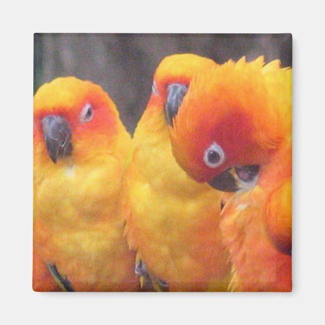 Imán Naranja Parrot Magnet (Frente)