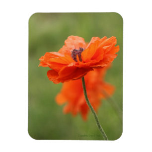 Imán Naranja Poppy