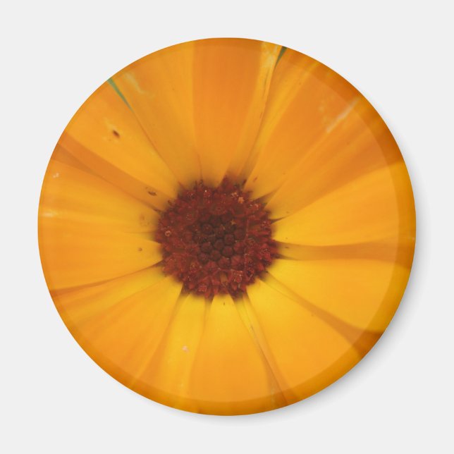 Imán Naranja Rain Daisy Magnet (Frente)