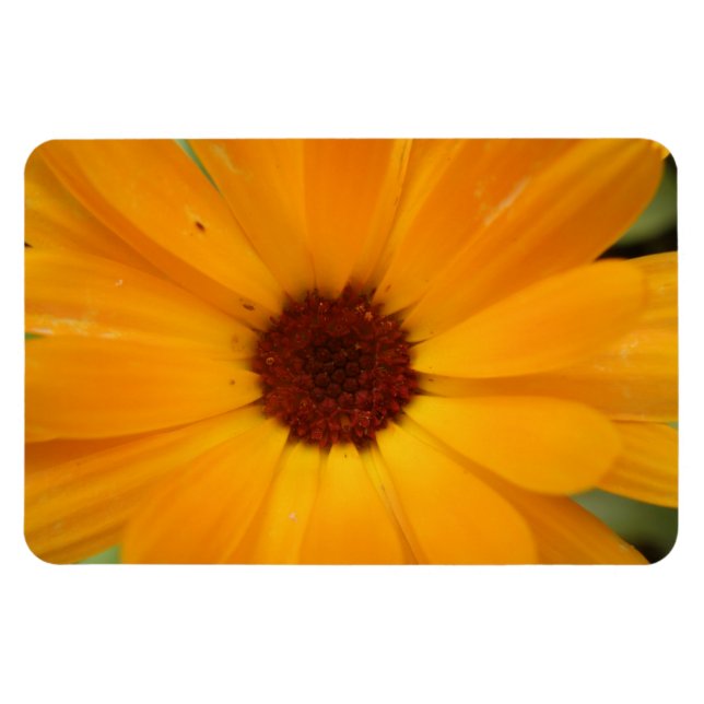 Imán Naranja Rain Daisy Premium Magnet (Horizontal)