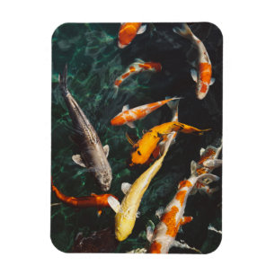 Imán Naranja relajante y estanque de pescado blanco asi