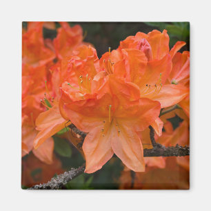 Imán Naranja Rhododendron Flower Magnet