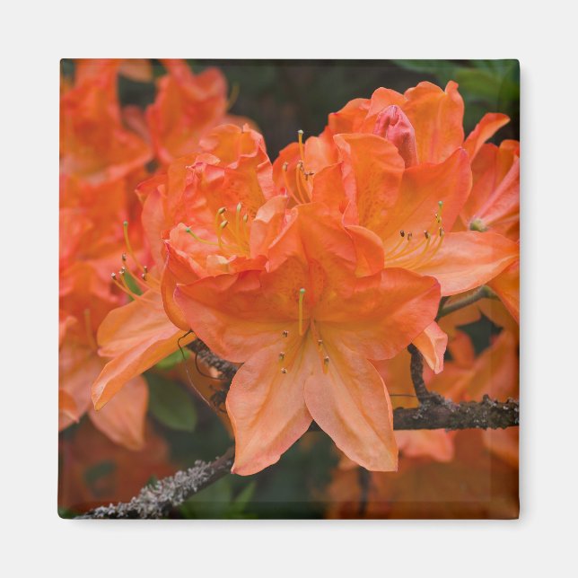 Imán Naranja Rhododendron Flower Magnet (Frente)