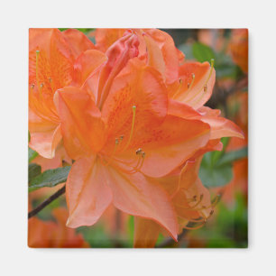 Imán Naranja Rhododendron Lemonara Flowers Magnet