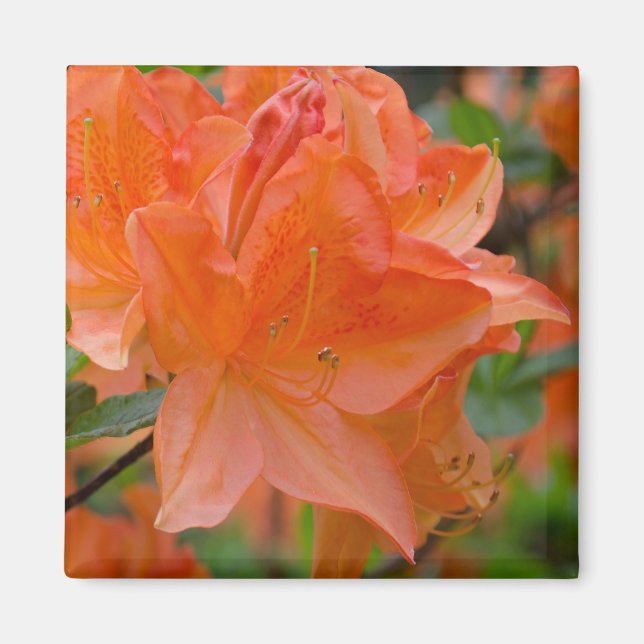 Imán Naranja Rhododendron Lemonara Flowers Magnet (Frente)