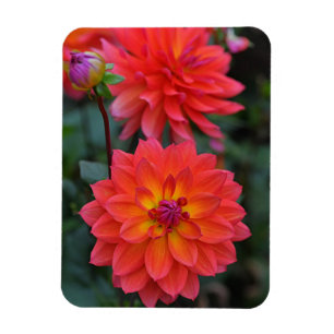 Imán Naranja, rojo, flor de Dahlia amarilla