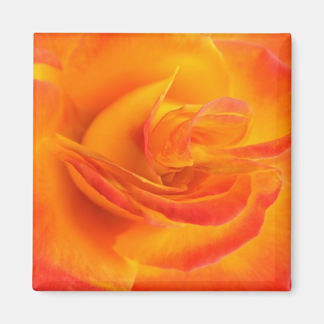 Imán Naranja Rosa Magnet (Frente)