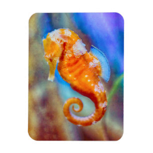 Imán Naranja Seahorse deleite