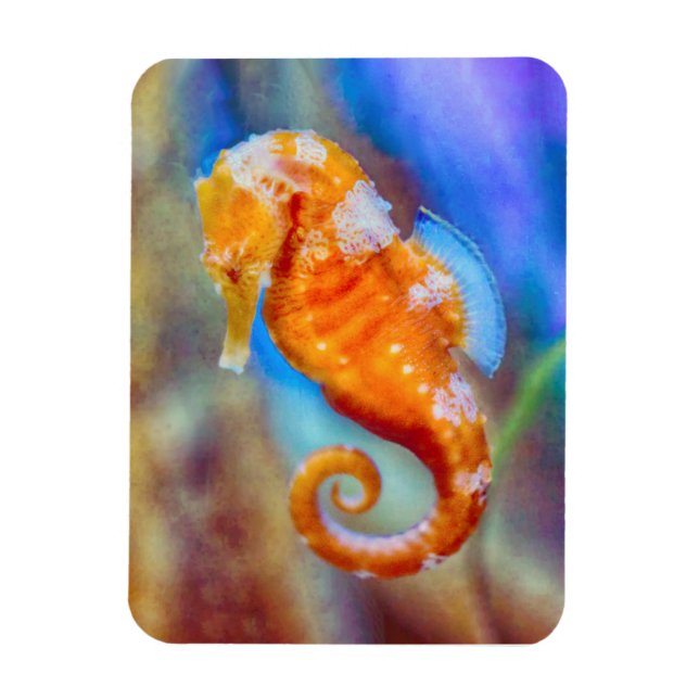 Imán Naranja Seahorse deleite (Vertical)