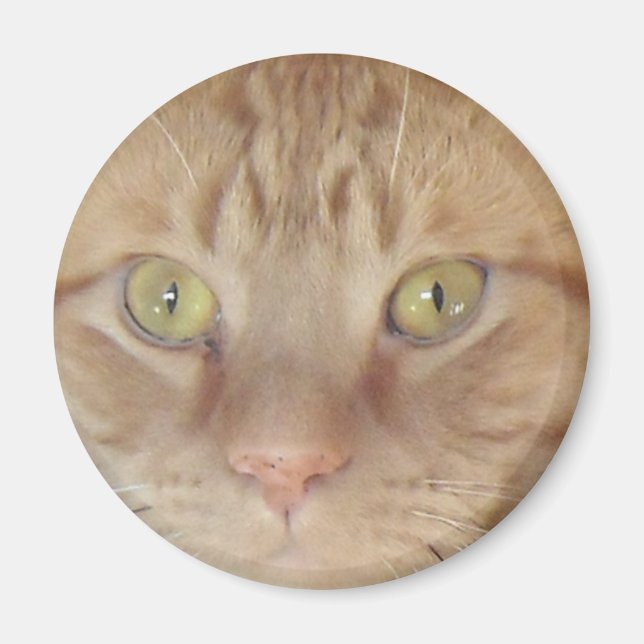 Imán Naranja Tabby Cat (Frente)