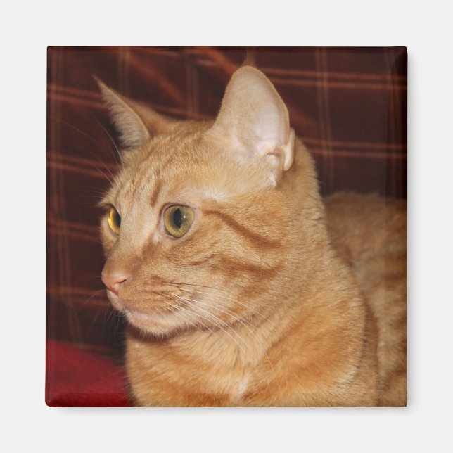 Imán Naranja Tabby Cat Face Profile (Frente)