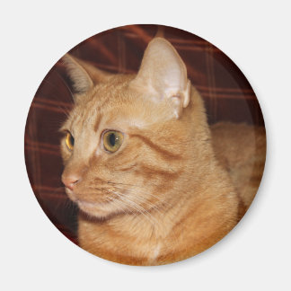 Imán Naranja Tabby Cat Face Profile