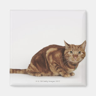 Imán Naranja Tabby gato