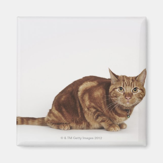 Imán Naranja Tabby gato (Frente)