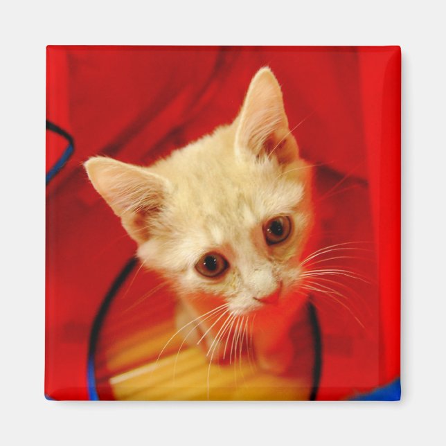Imán Naranja Tabby Kitten Magnet (Frente)