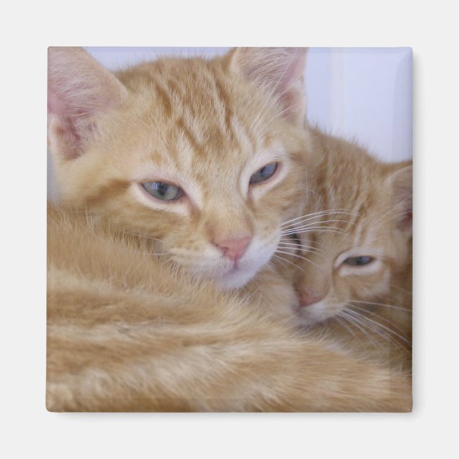 Imán Naranja Tabbys (Frente)