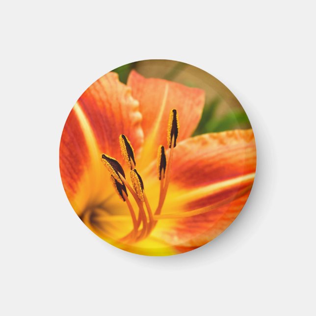 Imán Naranja Tiger Lily (Frente)