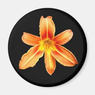 Imán Naranja Tiger Lily Magnet